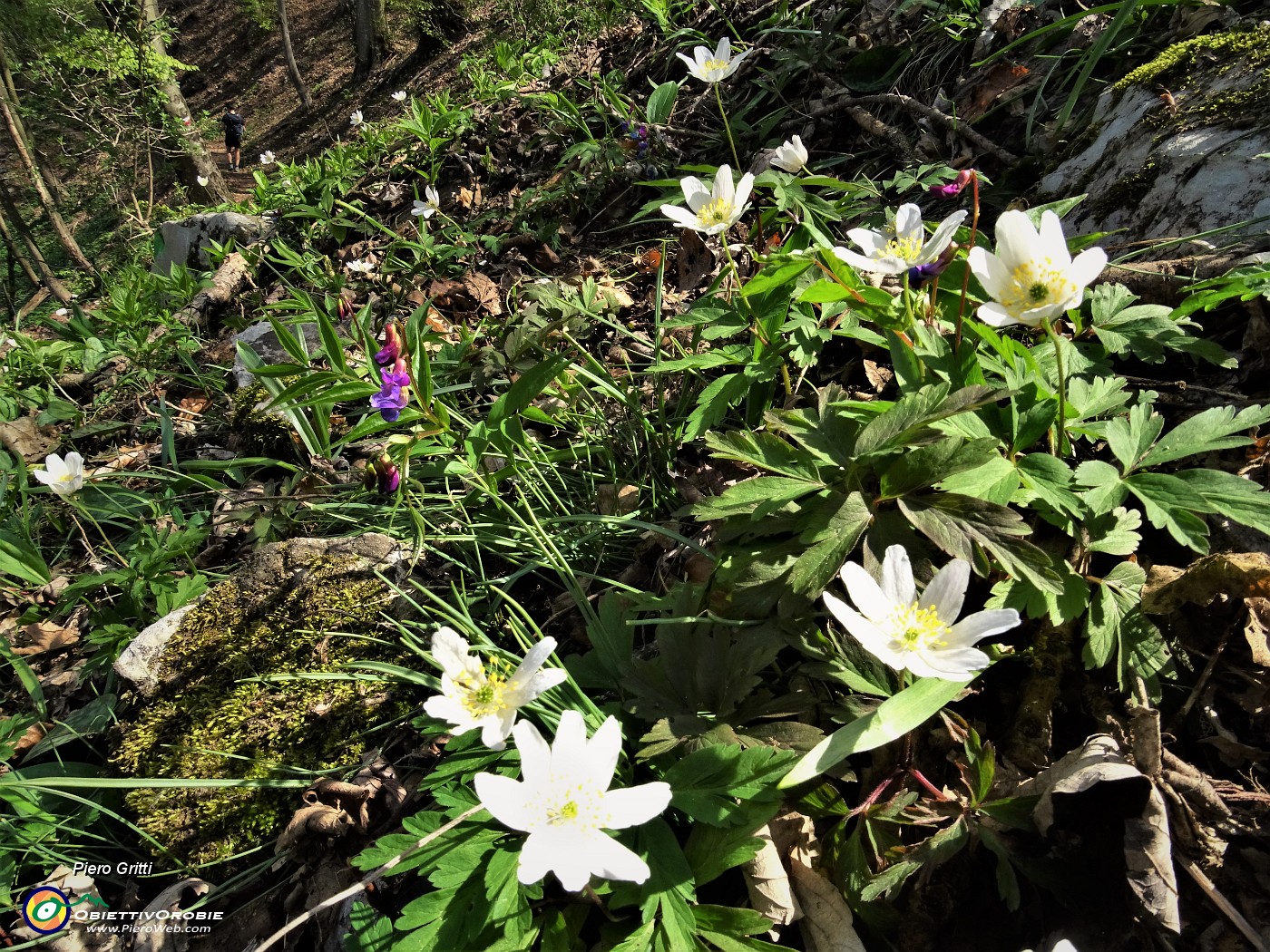 83 Bianca Anemone nemorosa (Anemonoides nemorosa)  con Cicerchia primaticcia (Lathirus vernus).JPG